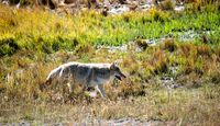 Jackson Hole Summer & Fall Wildlife Sunset Safari Wolf