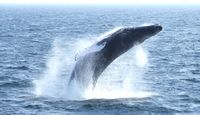 Whale Watch Tour Boston Leap