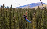 Zipline Tour, 7 Zip Adventure, Denali - 3 Hours