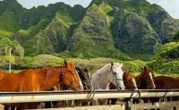 Horseback Riding Oahu, Kualoa Ranch - 2 Hours