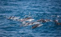 Whale & Dolphin Watching Tour, Dana Point - 2 Hours