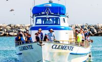 Whale & Dolphin Watching Tour, Dana Point - 2 Hours