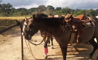 Private Horseback Riding San Antonio, Texas Hill Country - 2 Hours