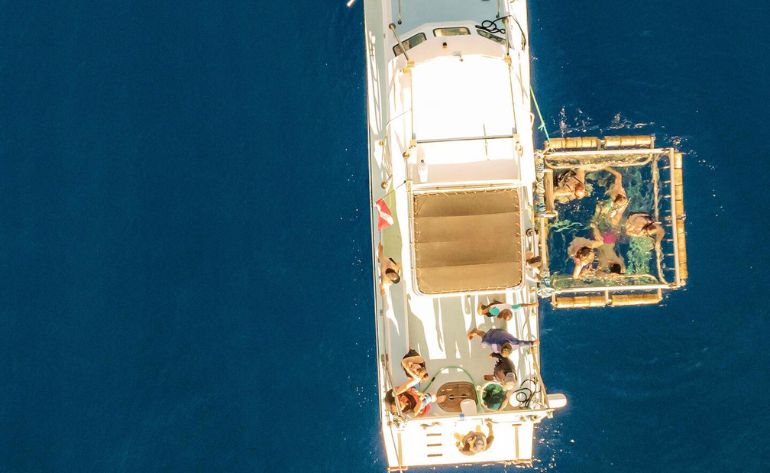 Shark Cage Dive Oahu, North Shore - 2 Hours