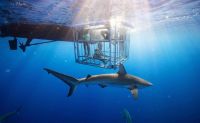 Shark Cage Dive Oahu, North Shore - 2 Hours
