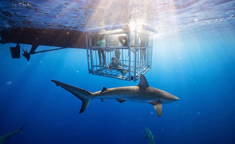 Shark Cage Dive Oahu, North Shore - 2 Hours