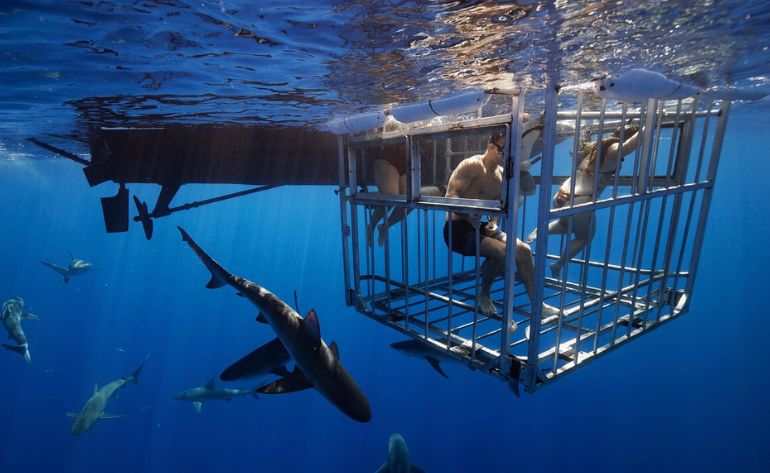 Shark Cage Dive Oahu, North Shore - 2 Hours