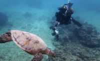 Shallow Reef Dives, Oahu - 4 Hours