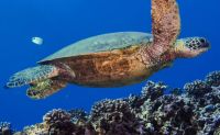 Shallow Reef Dives, Oahu - 4 Hours