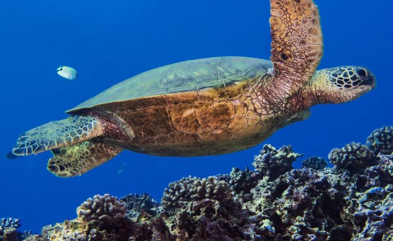 Shallow Reef Dives, Oahu - 4 Hours