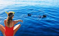 Dolphin Watch and Snorkel Tour, Key West - 3 Hours