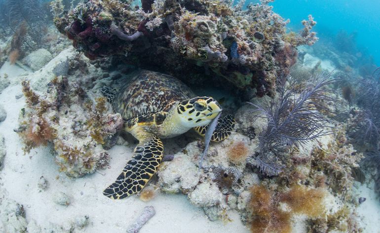 Morning Snorkel Adventure, Key West - 3 Hours