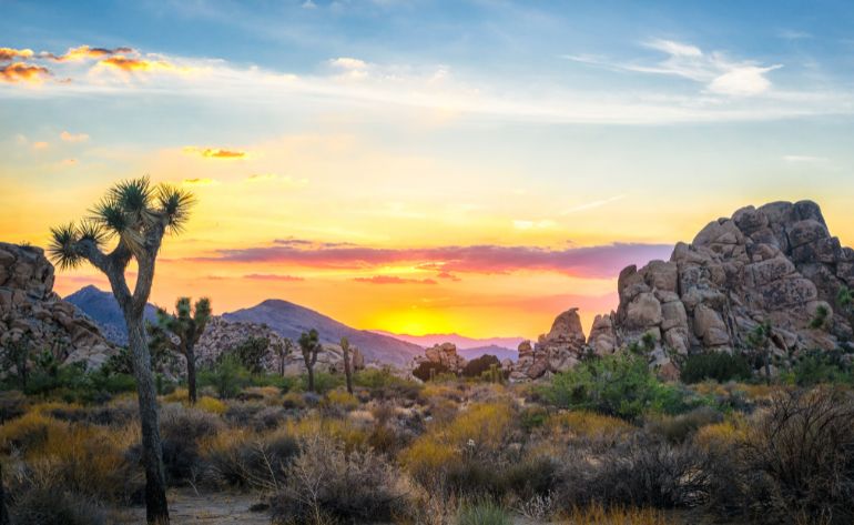 Grand Canyon, Hoover Dam, and Joshua Tree - Day Trip