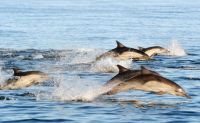 Winter Whale Watching Cruise, San Diego - 3.5 Hours