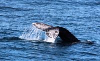 Winter Whale Watching Cruise, San Diego - 3.5 Hours