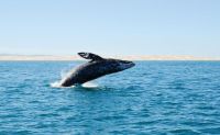 Winter Whale Watching Cruise, San Diego - 3.5 Hours