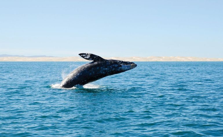 Winter Whale Watching Cruise, San Diego - 3.5 Hours