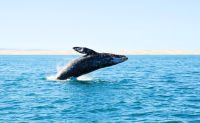 Summer Whale Watching Cruise, San Diego - 4 Hours