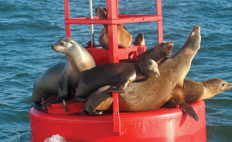 Summer Whale Watching Cruise, San Diego - 4 Hours