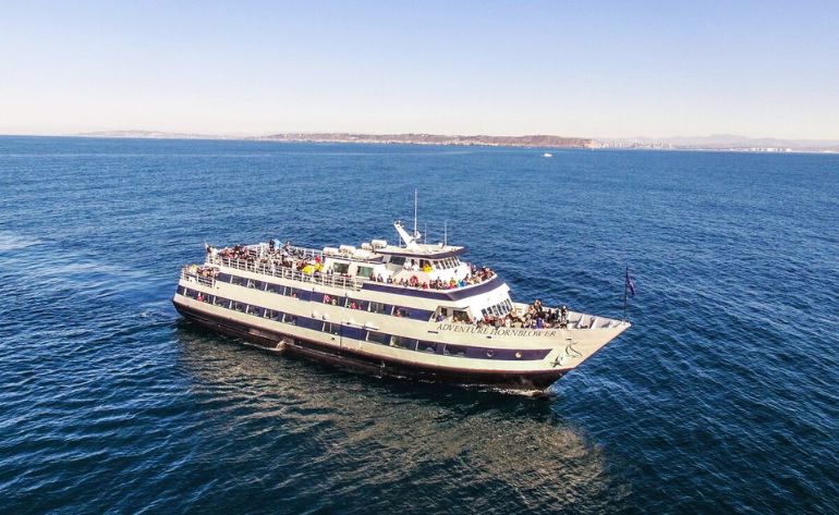 Summer Whale Watching Cruise, San Diego - 4 Hours