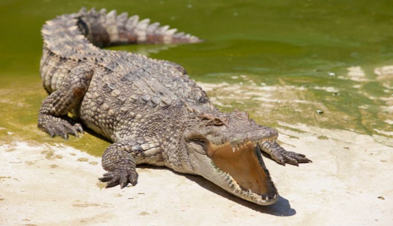 Ziplining Orlando, Gatorland - 2 Hours (Includes FREE Admission to Gatorland)