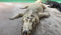 Gator Night Shine Adventure, Gatorland - 1.5 Hours