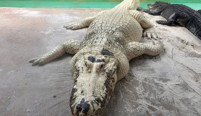 Gator Night Shine Adventure, Gatorland - 1.5 Hours