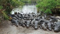 Gator Night Shine Adventure, Gatorland - 1.5 Hours