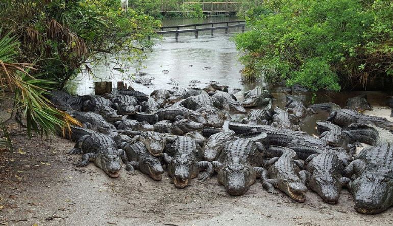 Gator Night Shine Adventure, Gatorland - 1.5 Hours