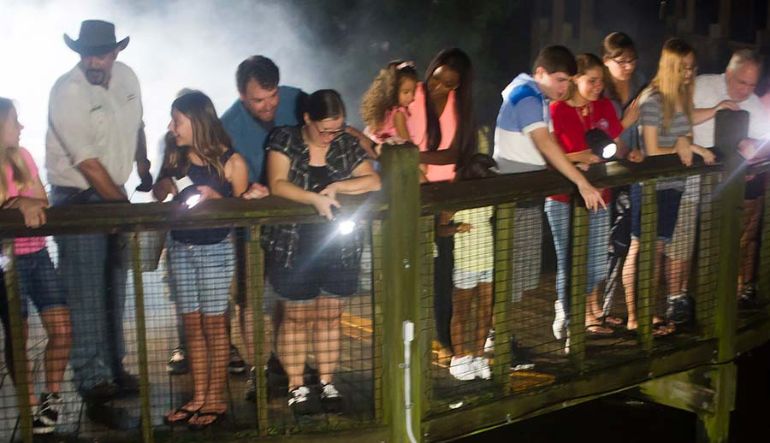 GatorNightShineGatorlandOrlando.webp