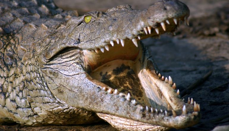 Gator Night Shine Adventure, Gatorland - 1.5 Hours
