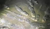 Gator Night Shine Adventure, Gatorland - 1.5 Hours