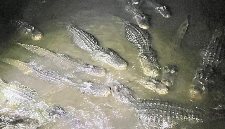 Gator Night Shine Adventure, Gatorland - 1.5 Hours
