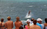 Snorkel and Cruise Adventure, Oahu - Afternoon Tour