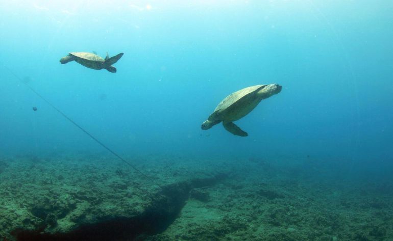 Snorkel and Cruise Adventure in Oahu - Sunset Tour