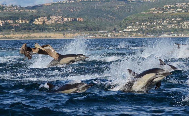 Whale Watching & Dolphin Cruise, Newport Beach - 2 Hours