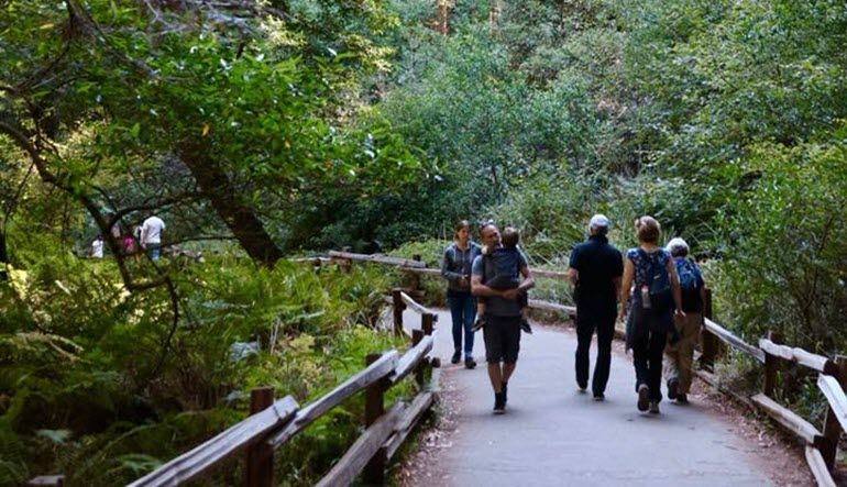 San Francisco Luxury Coach Tour Muir Woods Magic