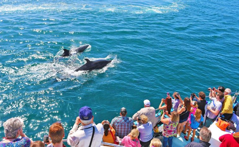 WhaleWatchingLA.png