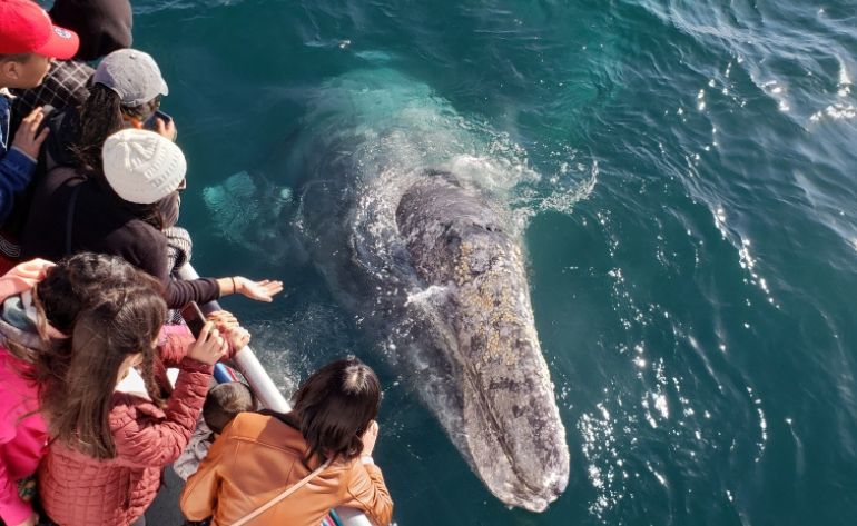 Whale Watching & Dolphin Cruise, Newport Beach - 2 Hours