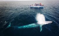 Whale Watching & Dolphin Cruise, Newport Beach - 2 Hours