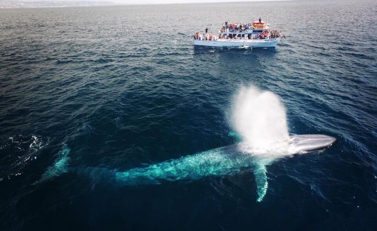 Whale Watching & Dolphin Cruise, Newport Beach - 2 Hours