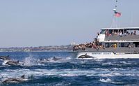 Whale Watching & Dolphin Cruise, Newport Beach - 2 Hours
