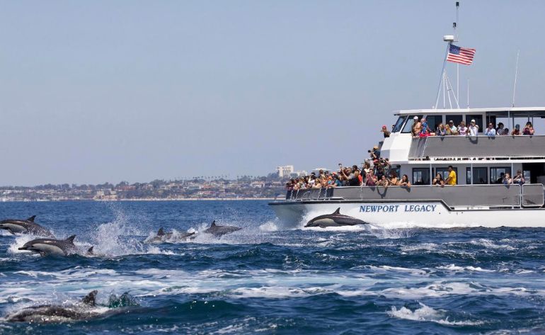 Whale Watching & Dolphin Cruise, Newport Beach - 2 Hours