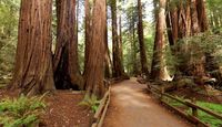 San Francisco Luxury Coach Tour Muir Woods