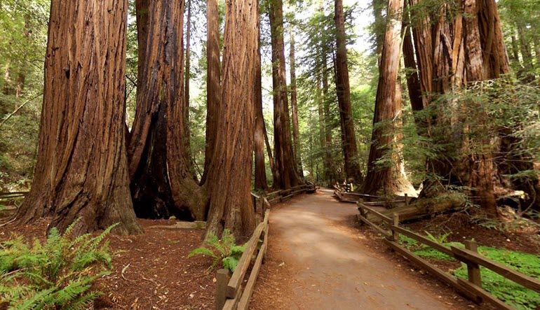 San Francisco Luxury Coach Tour Muir Woods