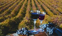 San Francisco Luxury Coach Tour Wine