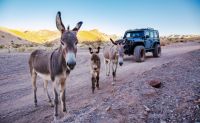 Off-road Desert Adventure in Las Vegas