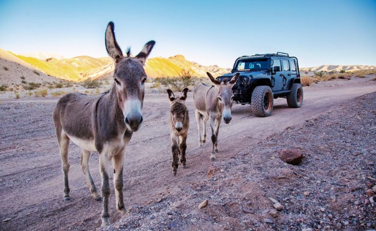 Off-road Desert Adventure in Las Vegas