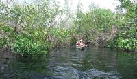 Kayak or Canoe Eco Tour, Mangrove Tunnel - 3 Hours