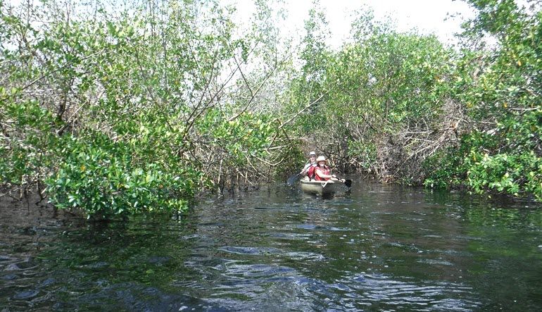 Kayak or Canoe Eco Tour, Mangrove Tunnel - 3 Hours